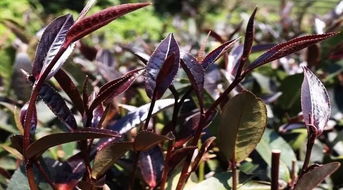 紫鹃 紫芽 是同种茶吗