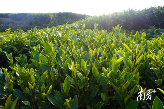 聚力品牌建设,广东打造“粤茶”豪华阵容