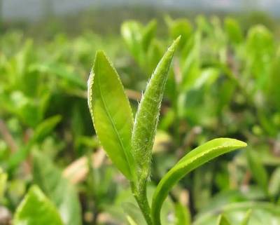 聚焦丨7批次有机茶认证证书被撤销,给出了什么警示?