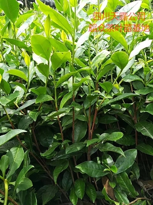 广东茶叶苗