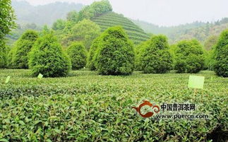 如何种植无公害茶叶的高效技术大全