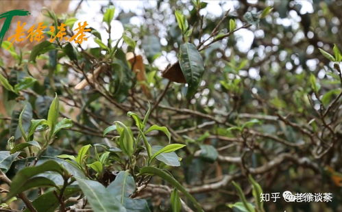 第183期 一棵古茶树的茶分三种 滋味有差别 可分这么细真的好吗