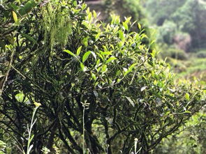 请问这是哪一种植物 茶树