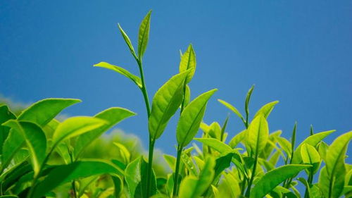 如何种植茶树良种增收