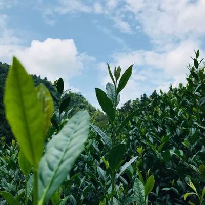 脱贫攻坚 生态扶贫||《生态新陕西》之陕南篇