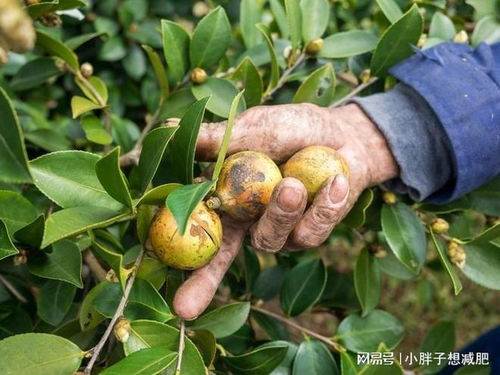 山茶油为何 贵 ,连果壳都能卖钱的,一般油还真没这个实力