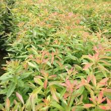 2018植物养殖价格 报价 植物养殖批发 第3页 园林网