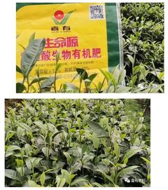 中国腐植酸网