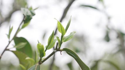 临沧新闻网