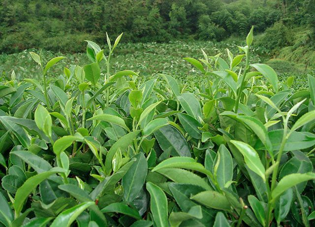 茶树烂根怎么治?茶树叶子发黄怎么回事?茶树重茬根腐怎么用药?