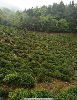 茶树生长环境图片