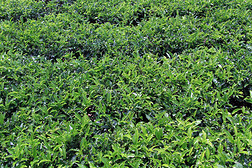 山茶树专题模板-山茶树