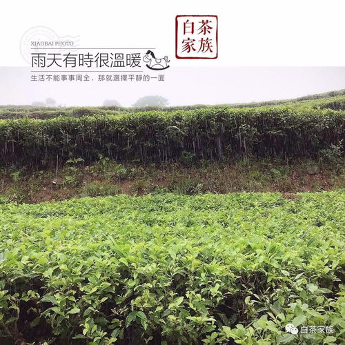 福鼎白茶 冬日天蓝云白,种植茶树进行时