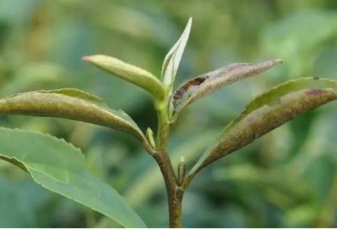 茶树种植 茶叶瘿螨防治方法