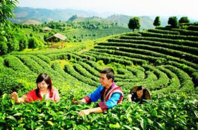 阳朔茶观园景区门票价格-阳朔茶观园景区门票预订-阳朔茶观园景区门票多少钱