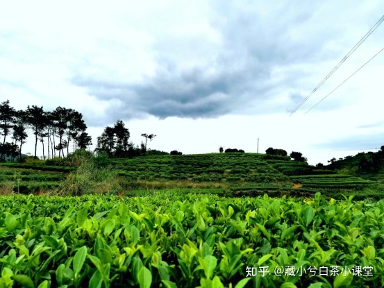 中秋节送茶叶,大家首选送什么茶叶?