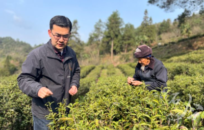 石阡:大坪村“老”茶下树助农增收
