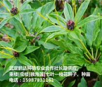 【泸州中黄一号茶苗销售_大量批发出售茶树苗】雅安市名山区惠农苗木种植农民专业合作社 - 产品库