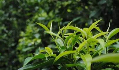 【说茶】茶树知识知多少 | 茶树的“四喜四怕”_其它_网