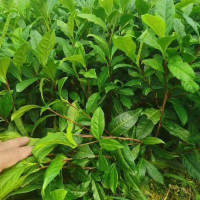 [中茶108茶苗批发]福建宁德福安市茶树苗 0.10元/棵福云六 _ 一亩田