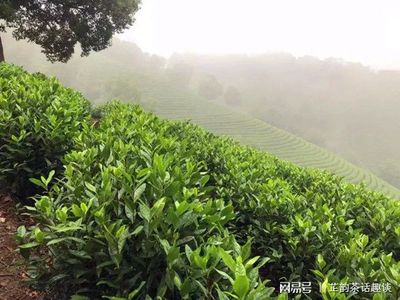 从3个方面讲述茶树的传播,传播的过程,就是茶叶发展的过程