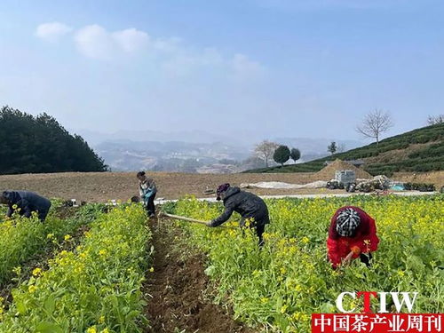贵州沿河 栽种古茶树实验苗 助力茶产业提质增效