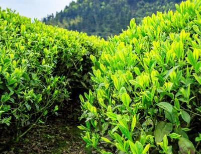 茶树叶子出现干枯、脱落,要有好的土质,会大大提高山茶叶的品质