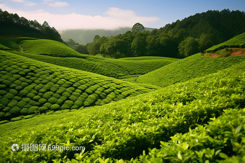 山坡中种植的茶树