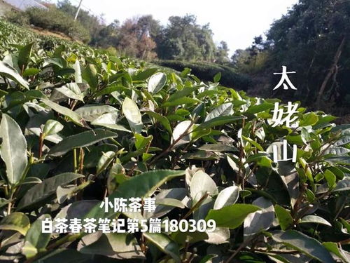 移植,荒野白茶树之殇