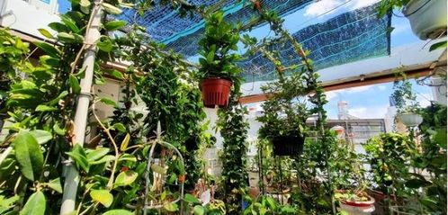 32岁小伙,在1公顷的花园种植山茶树,每月赚取100000元
