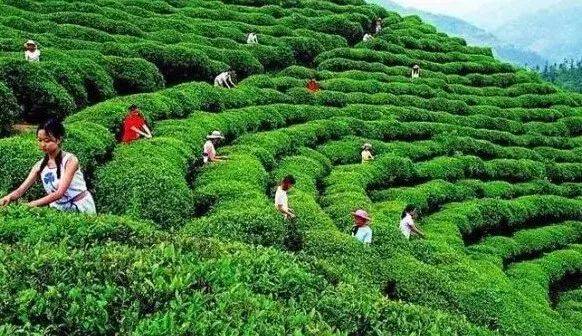 大批普洱古茶树:死得实在很冤枉!
