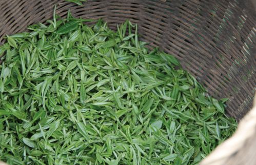 雨前茶,口粮茶 叶一芽