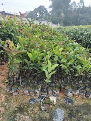 白花油茶 白花茶籽山茶油茶树苗南方种植 大果白花油茶树苗