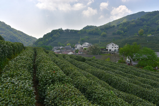 龙井茶园