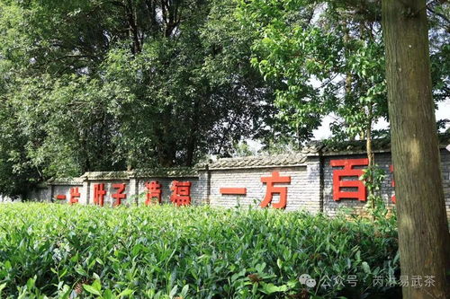 芮淋探国家大叶茶树种质资源圃 勐海