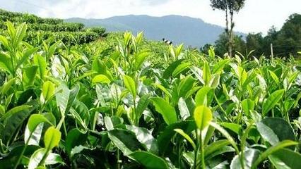为什么茶树大都生长在南方?茶树在北方能种植吗?