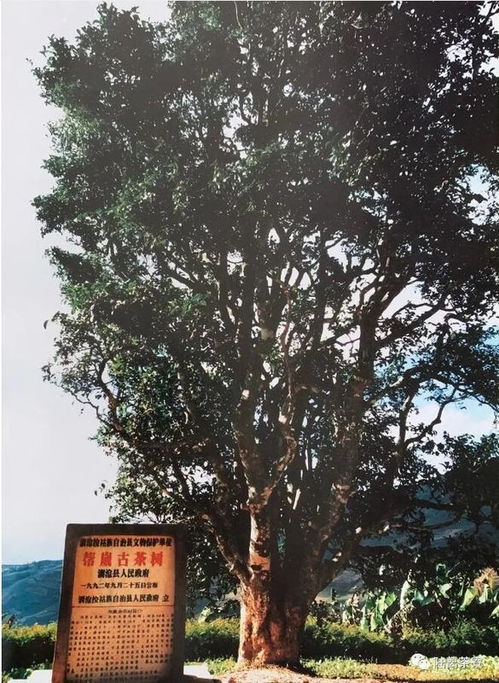 印度阿萨姆邦的野生茶从何而来 为什么会被认定为茶的独立起源地