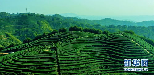 泸州市纳溪区特早茶抽新芽 茶农采茶忙