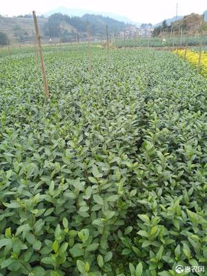 [福云6号茶树苗福云6号茶树苗 基地直供大量价格0.17株