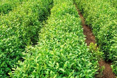 种茶树赚钱吗?茶树种植的利润与投资成本及前景预测