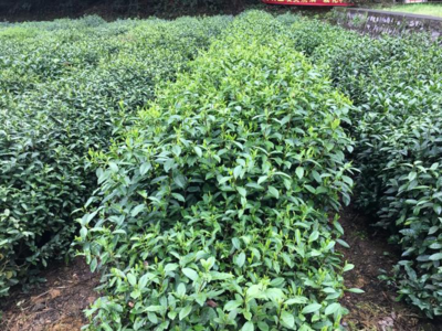 龙井茶好喝,茶树有几种?带你探秘国家茶树种质资源圃,认识龙井家族的奇珍异树