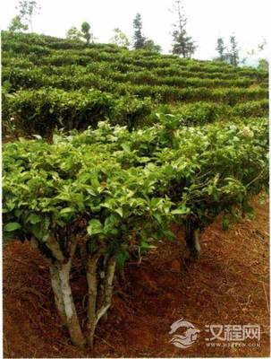 云南茶种灌木茶树