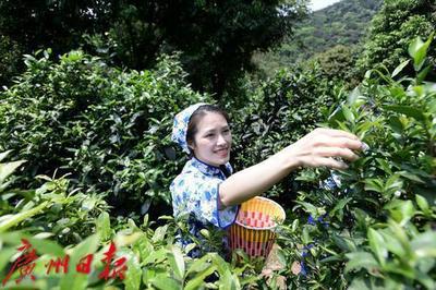 百千万 "特"有劲 | 山里的老茶树长出产业"新芽"