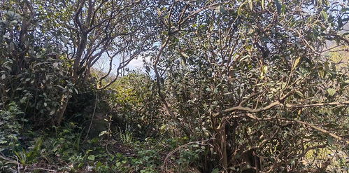 广元旺苍县古茶树 苏醒 成为乡村振兴新亮点