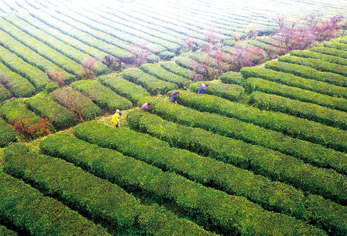 贵州茶树基地禁用除草剂