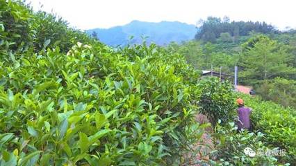 松柏镇北河茶场:发展生态茶产业 助力乡村振兴