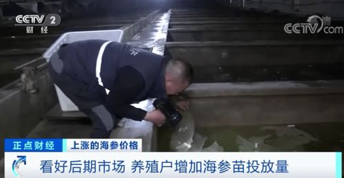 这种海产品一斤猛涨600元 养它,还能接着赚钱吗