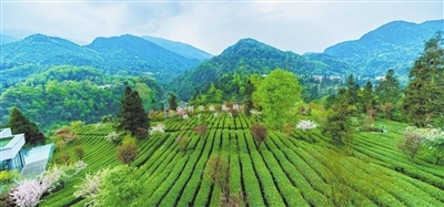 峨眉山茶之韵