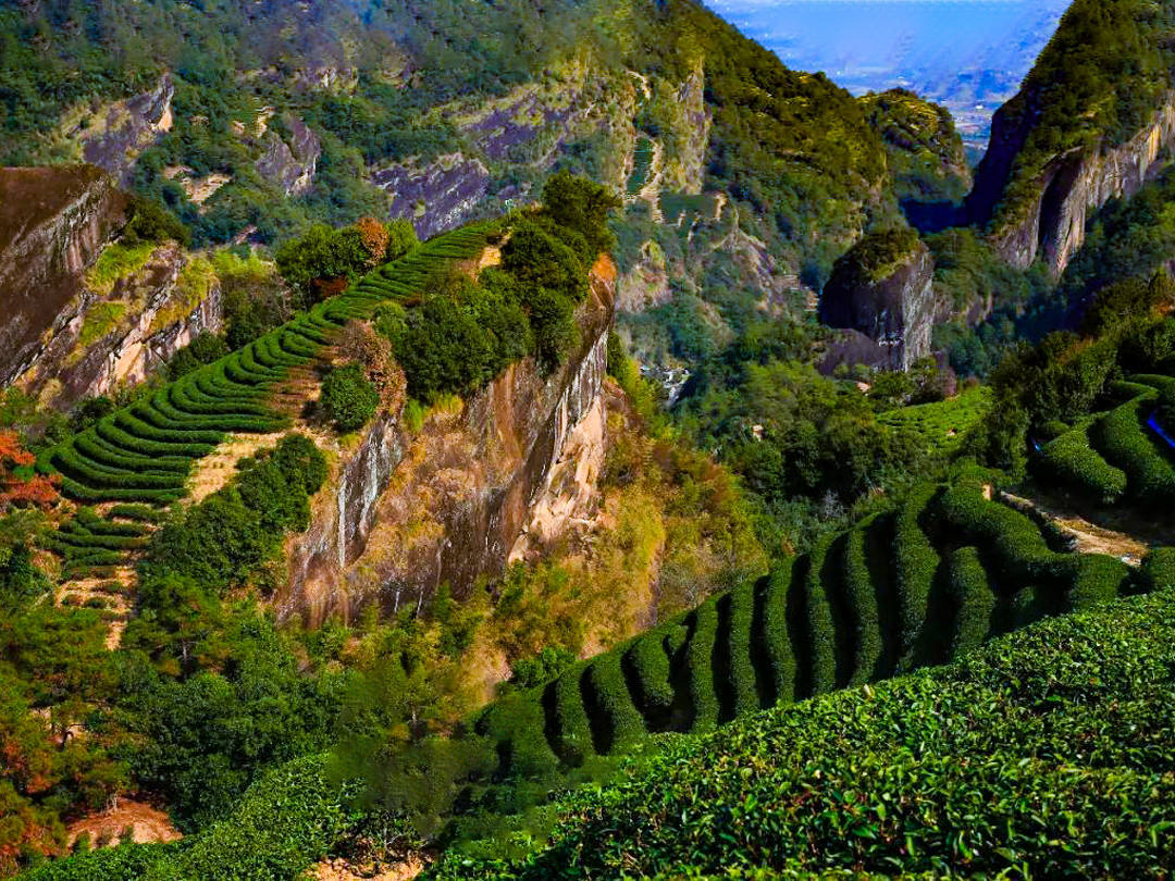 详解"武夷岩茶"岩骨花香的奥秘_山场_牛栏坑_茶树