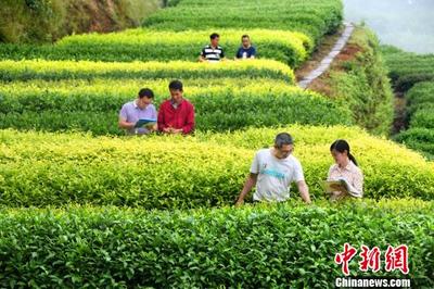 融入“一带一路” 福建茶树种业续写新传奇